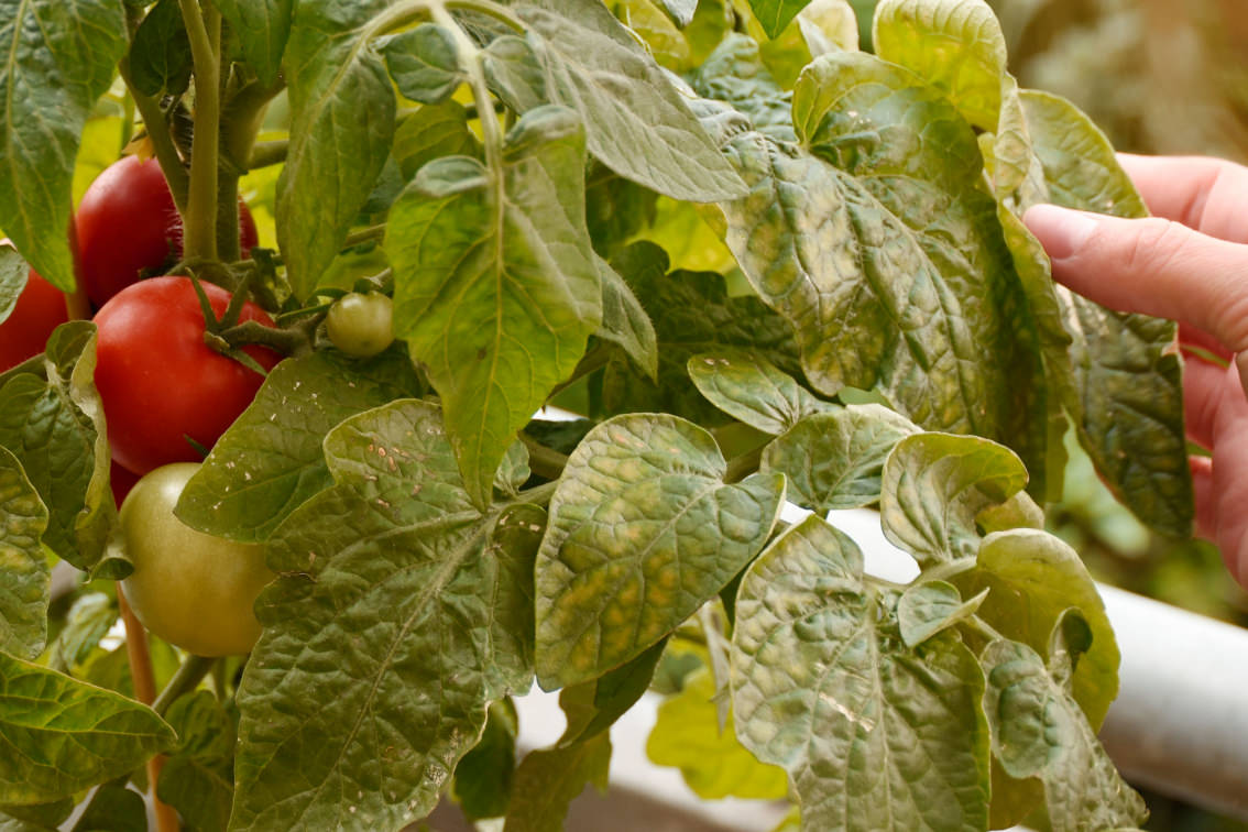 Tomaten Richtig Pflegen Tipps F R Eine Reiche Ernte