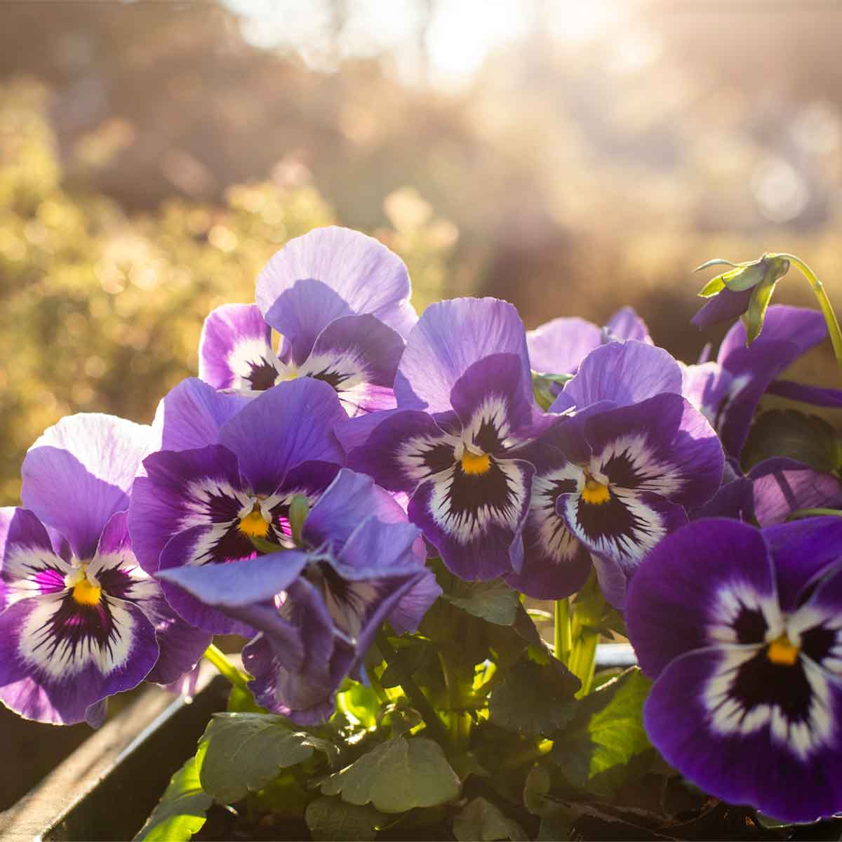 Balkonbepflanzung für den Herbst wunderschöne Herbstblumen