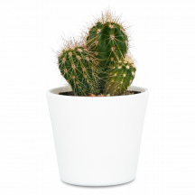 Steckbrief Kaktus