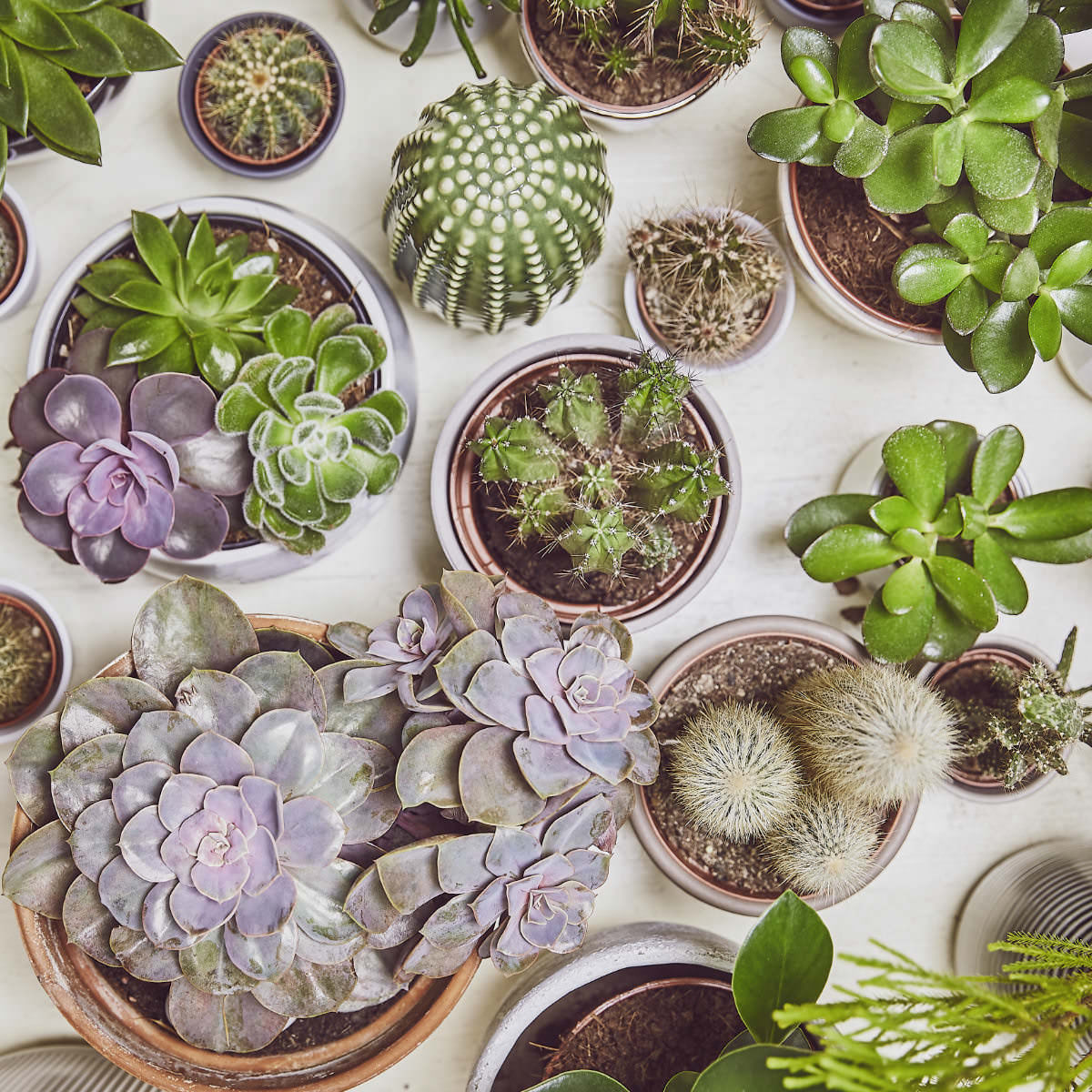 Undergreen Cactus Love: Alles rund um deine stacheligen Mitbewohner