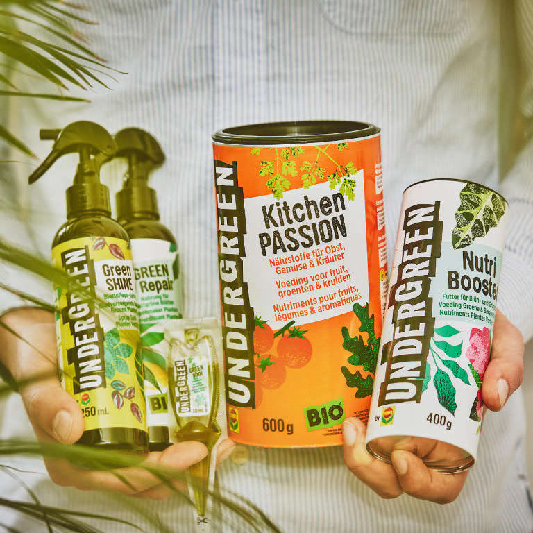 Steckbrief Clusia Alles rund um die Pflege der Clusia