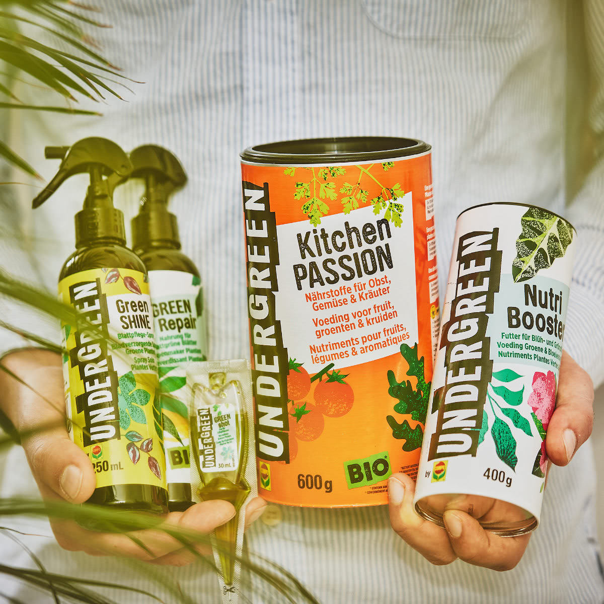 Steckbrief Pilea Alles rund um Standort und Pflege der Pilea