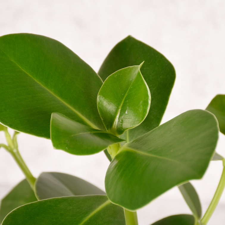 Steckbrief Clusia Alles rund um die Pflege der Clusia