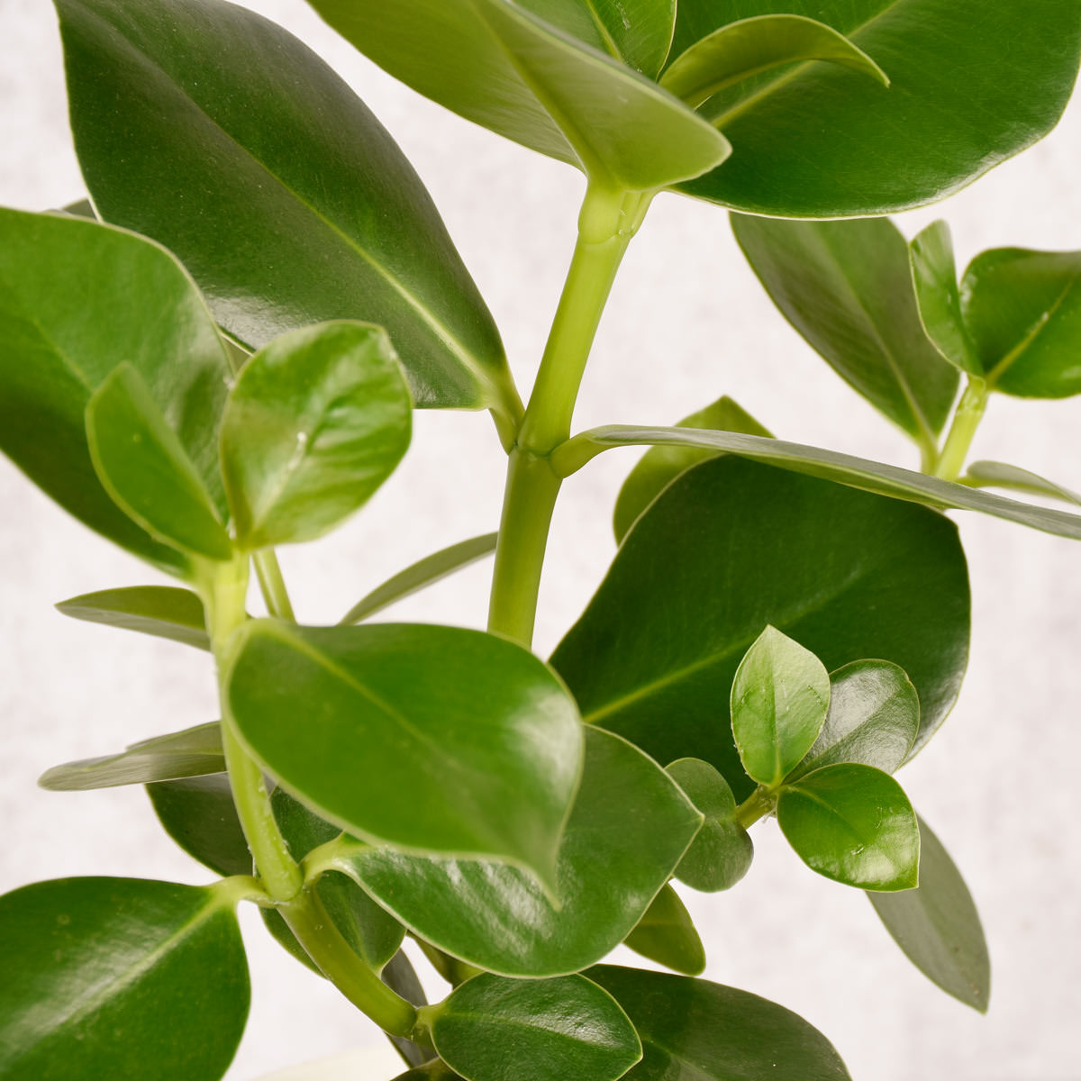 Steckbrief Clusia Alles rund um die Pflege der Clusia