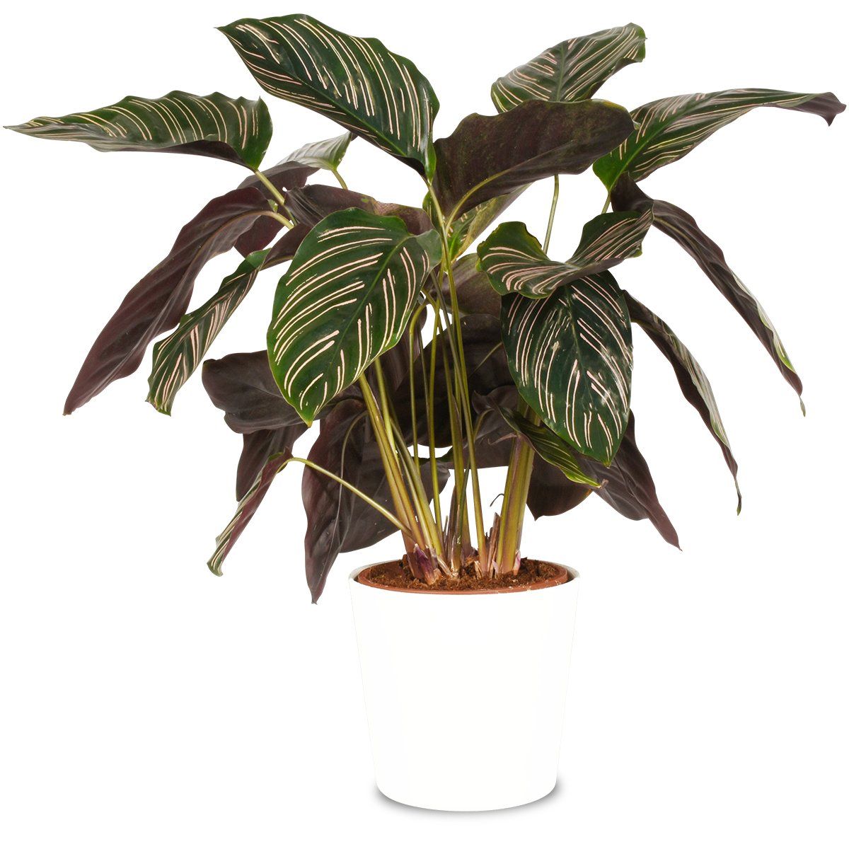 Steckbrief Calathea: Alles rund um die Pflege deiner Calathea