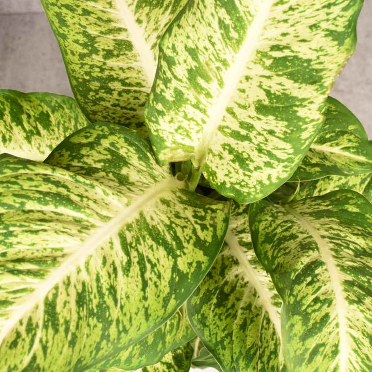 Steckbrief Calathea Alles rund um die Pflege deiner Calathea
