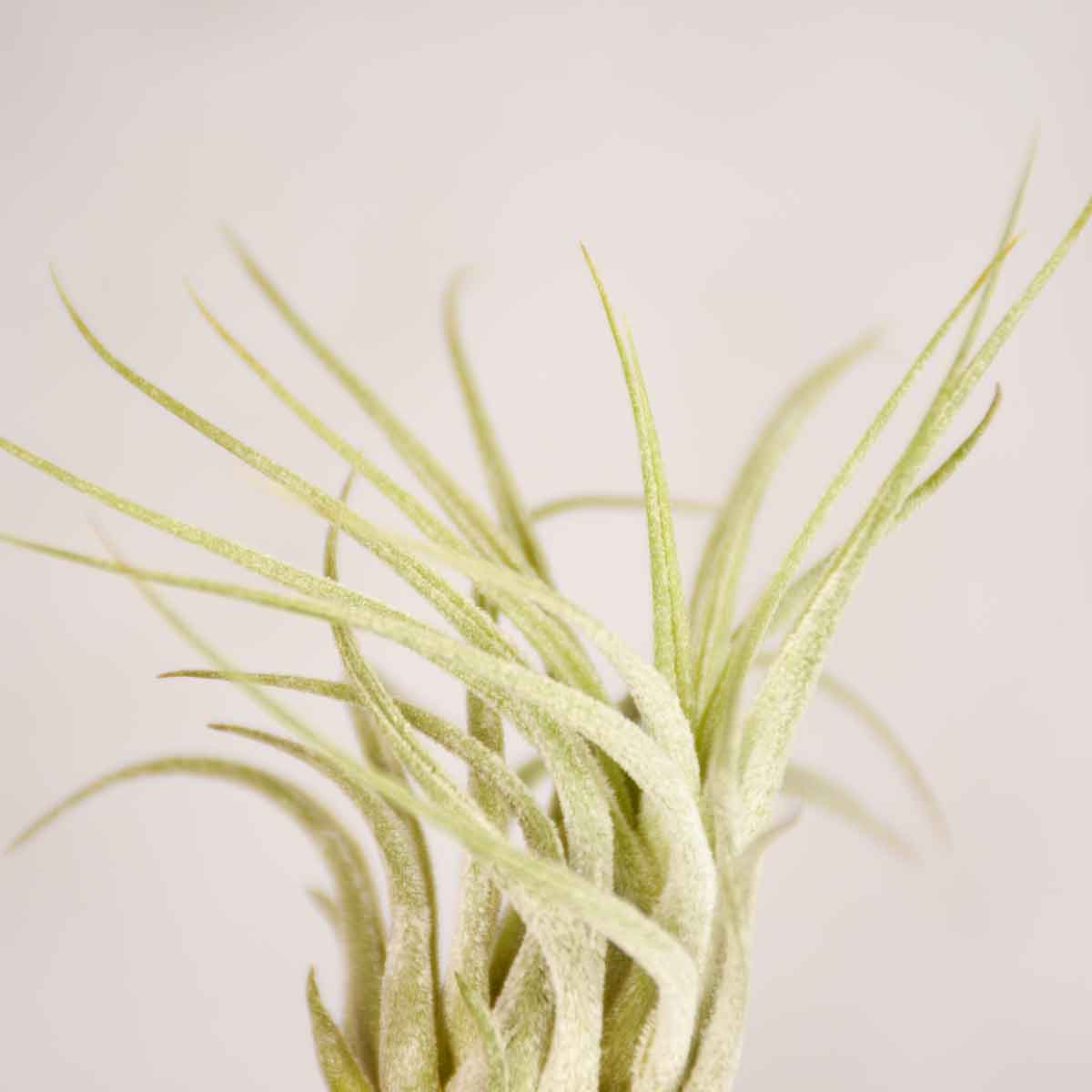 Steckbrief Tillandsie Alles rund um die Pflege der Tillandsie