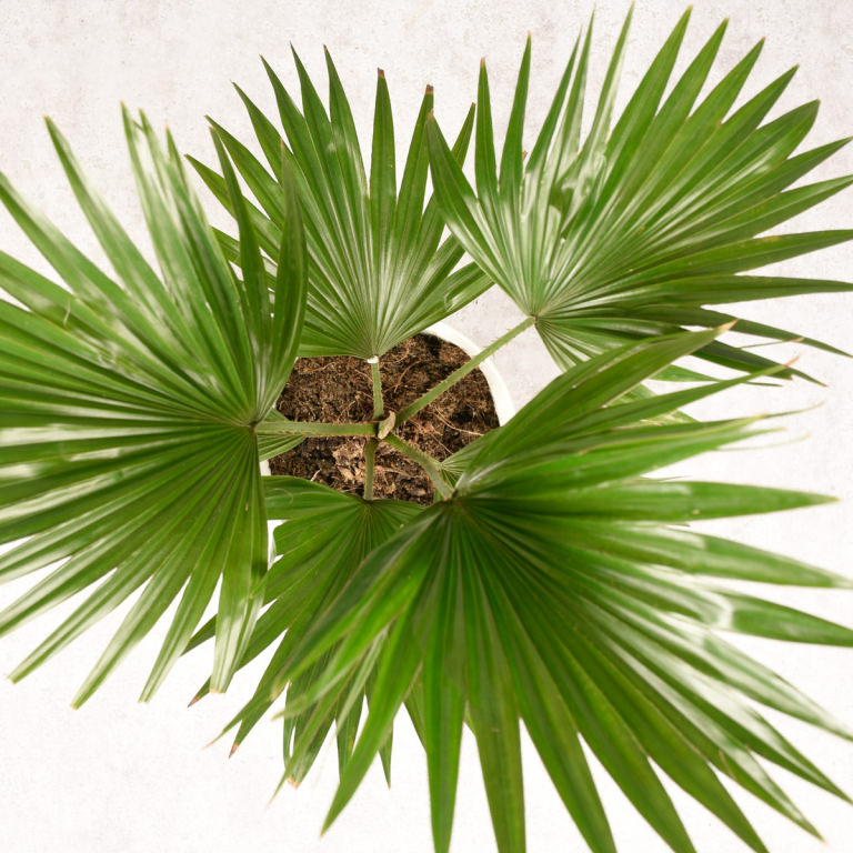 Steckbrief Livistona Alles rund um die Zimmerpalme