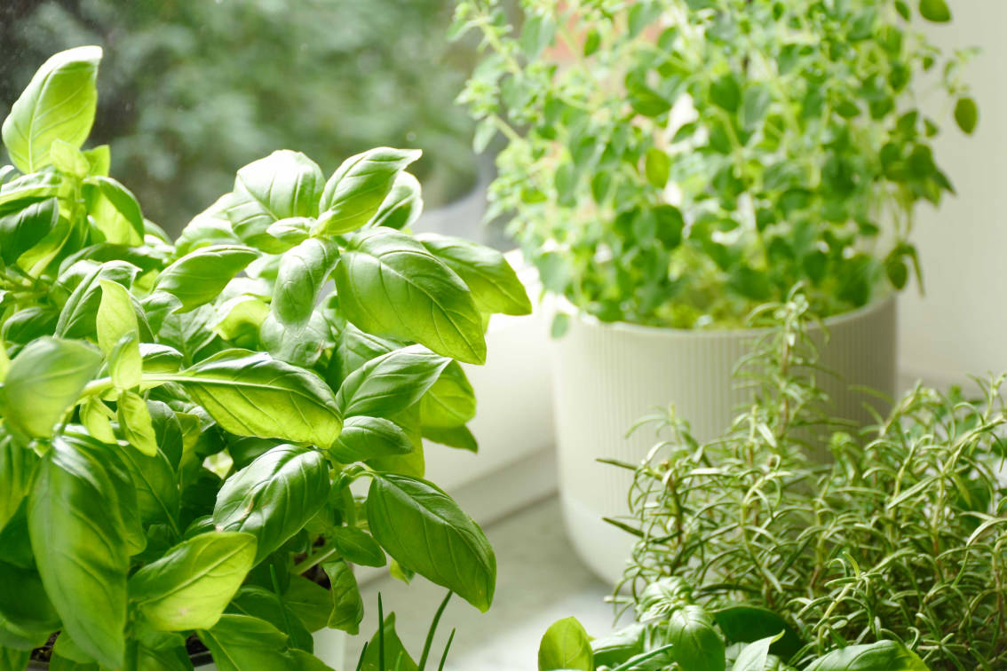 Kräuter Anzucht: Frische Kräuter in der Küche selbst ziehen