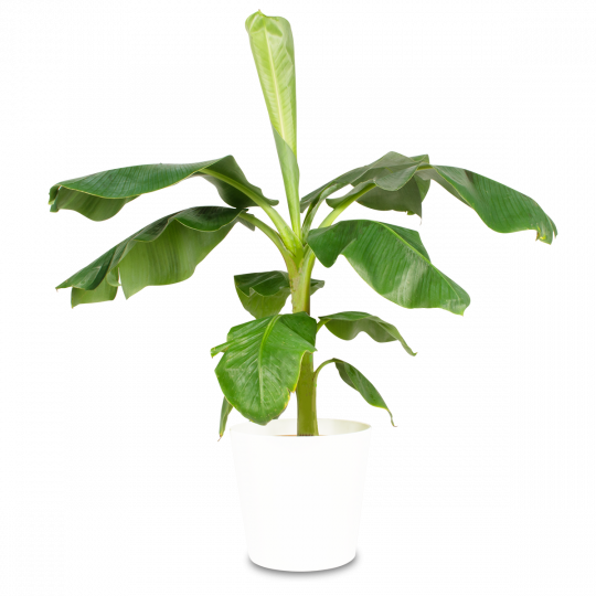 Musa Bananenpflanze