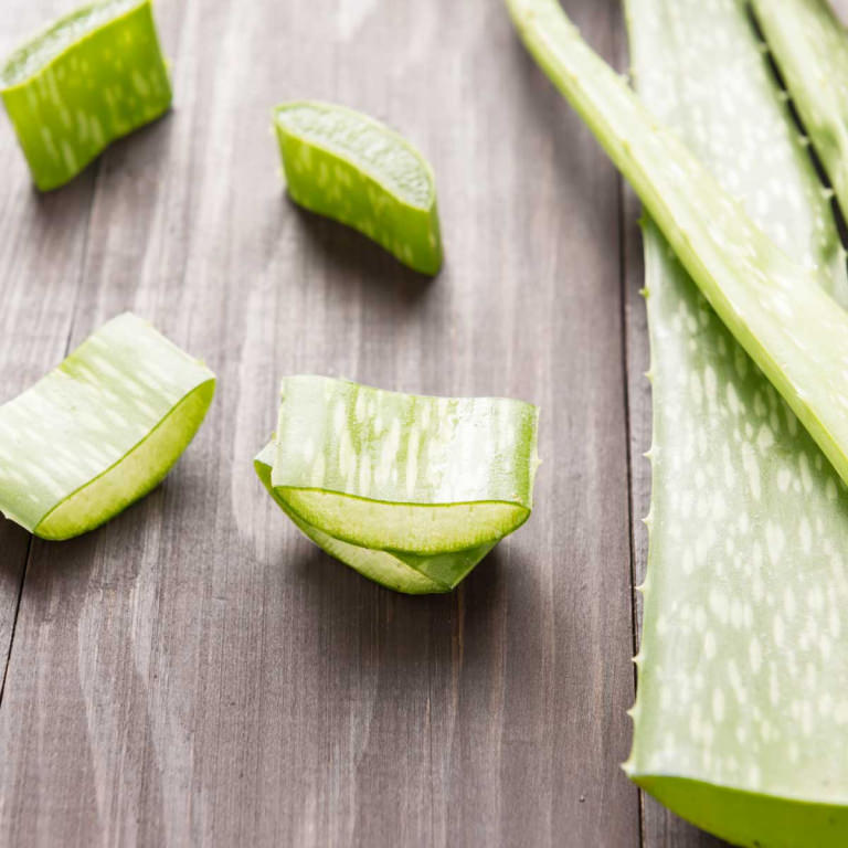 Pflanzensteckbrief Aloe Vera richtig pflegen und ernten