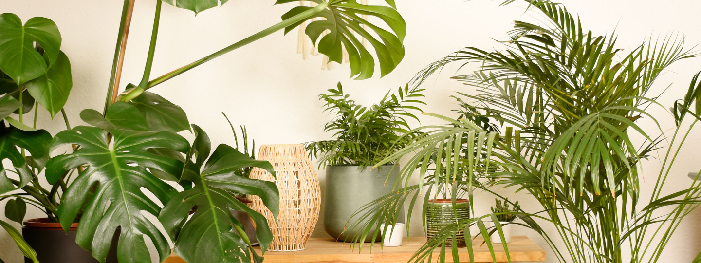 Wo stelle ich welche Zimmerpflanze auf? » undergreen.de