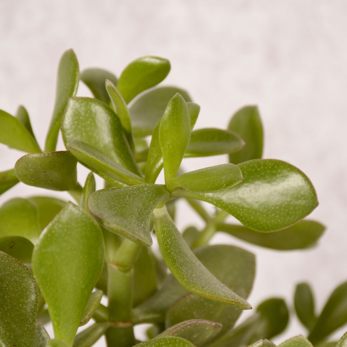 Steckbrief Crassula Alles rund um die Pflege der Crassula