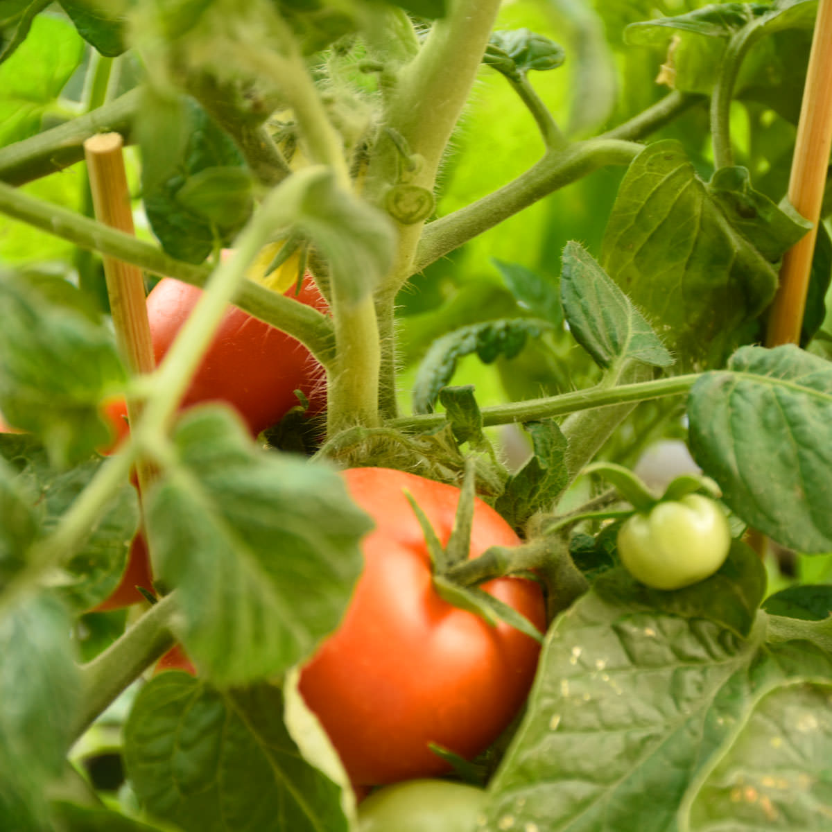 Pflanzensteckbrief Tomate: Alles rund um die Pflege deiner Tomate