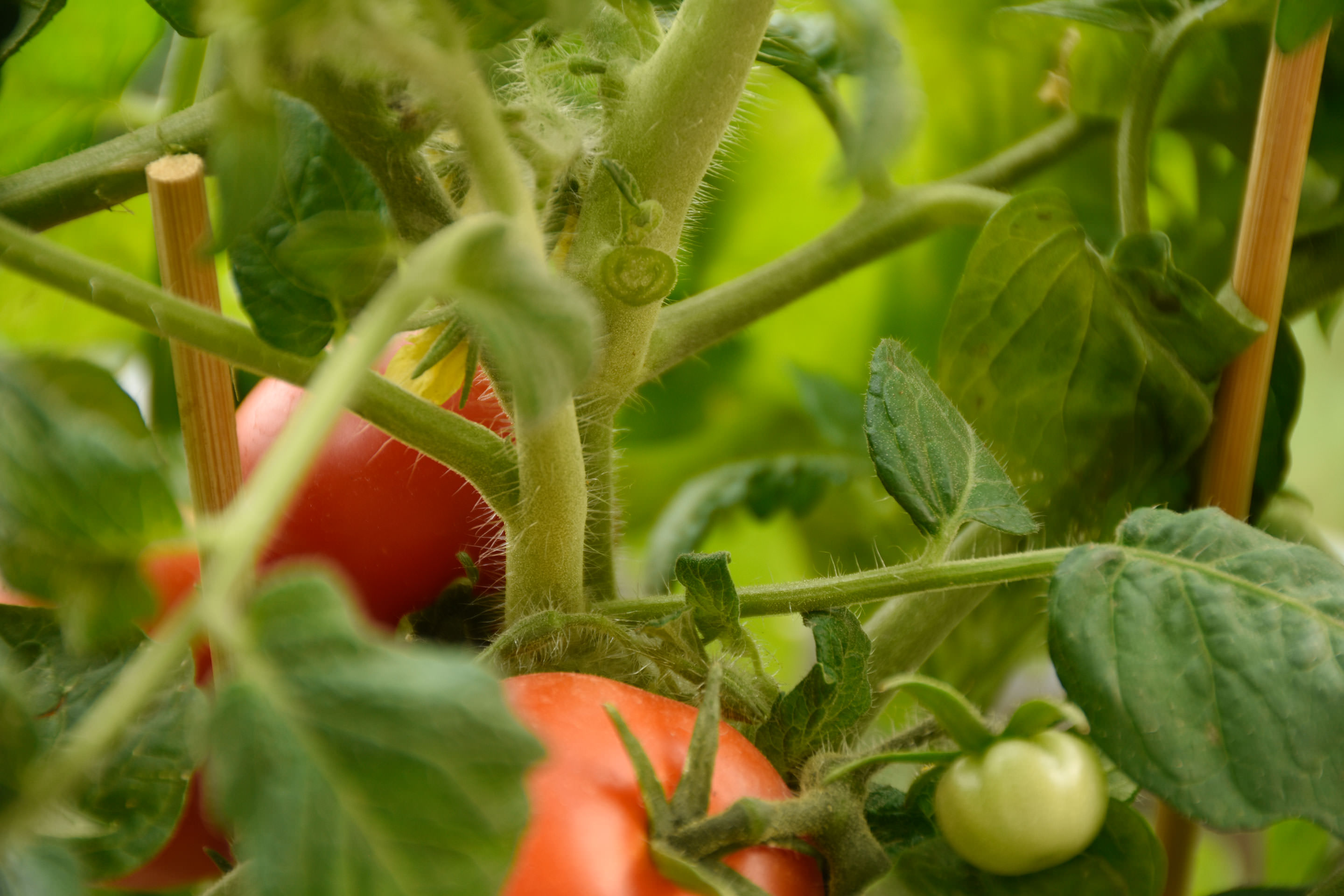Tomaten richtig pflegen 10 Tipps für eine reiche Ernte