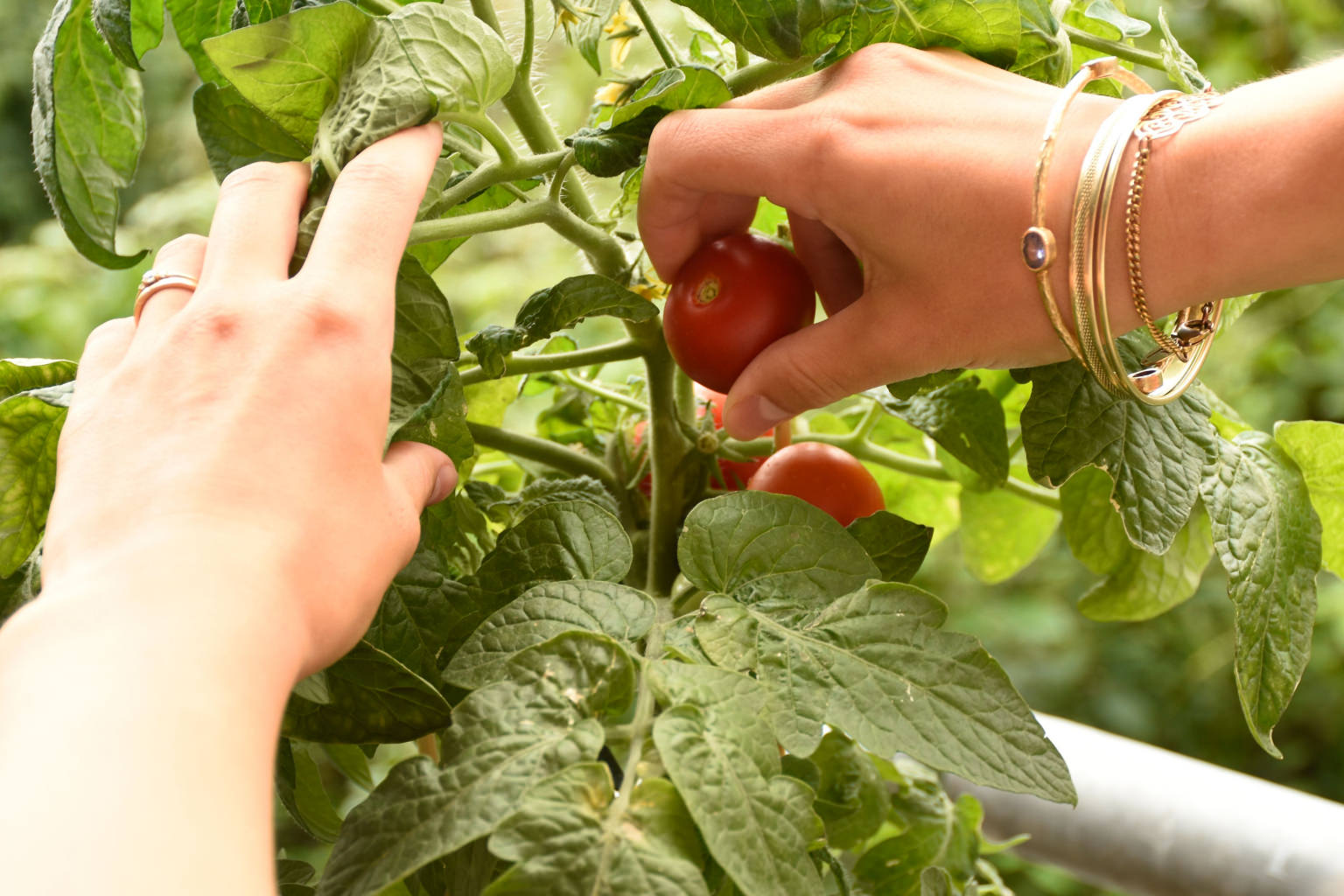 Tomaten richtig pflegen 10 Tipps für eine reiche Ernte