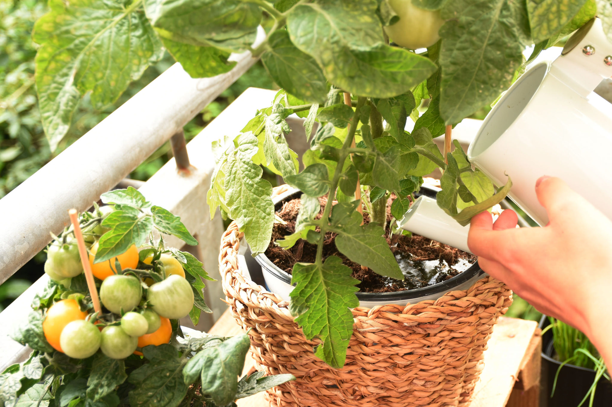 Tomaten Gießen Morgens Oder Abends Tomaten richtig pflegen: 10 Tipps für eine reiche Ernte