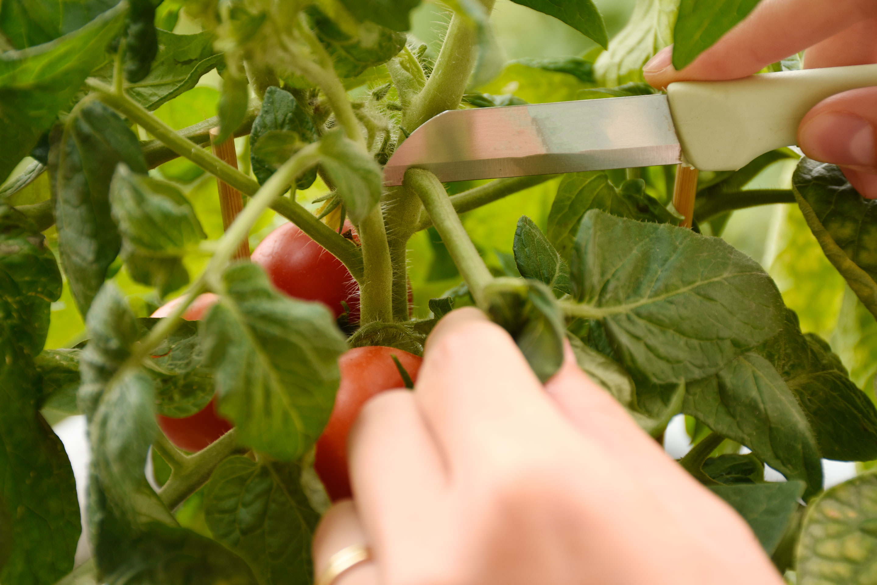 Tomaten richtig pflegen 10 Tipps für eine reiche Ernte
