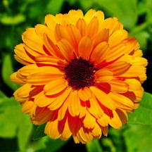 Steckbrief Calendula Alles rund um die Pflege deiner Calendula