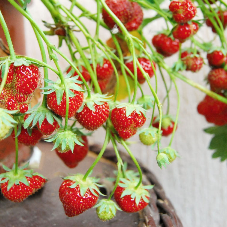 Pflanzensteckbrief Erdbeere: Alles rund um die Pflege deiner Erdbeeren