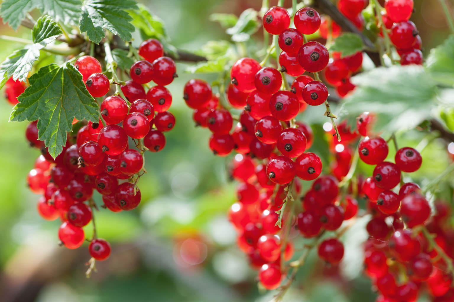 Beeren auf dem Balkon anbauen So funktioniert's!