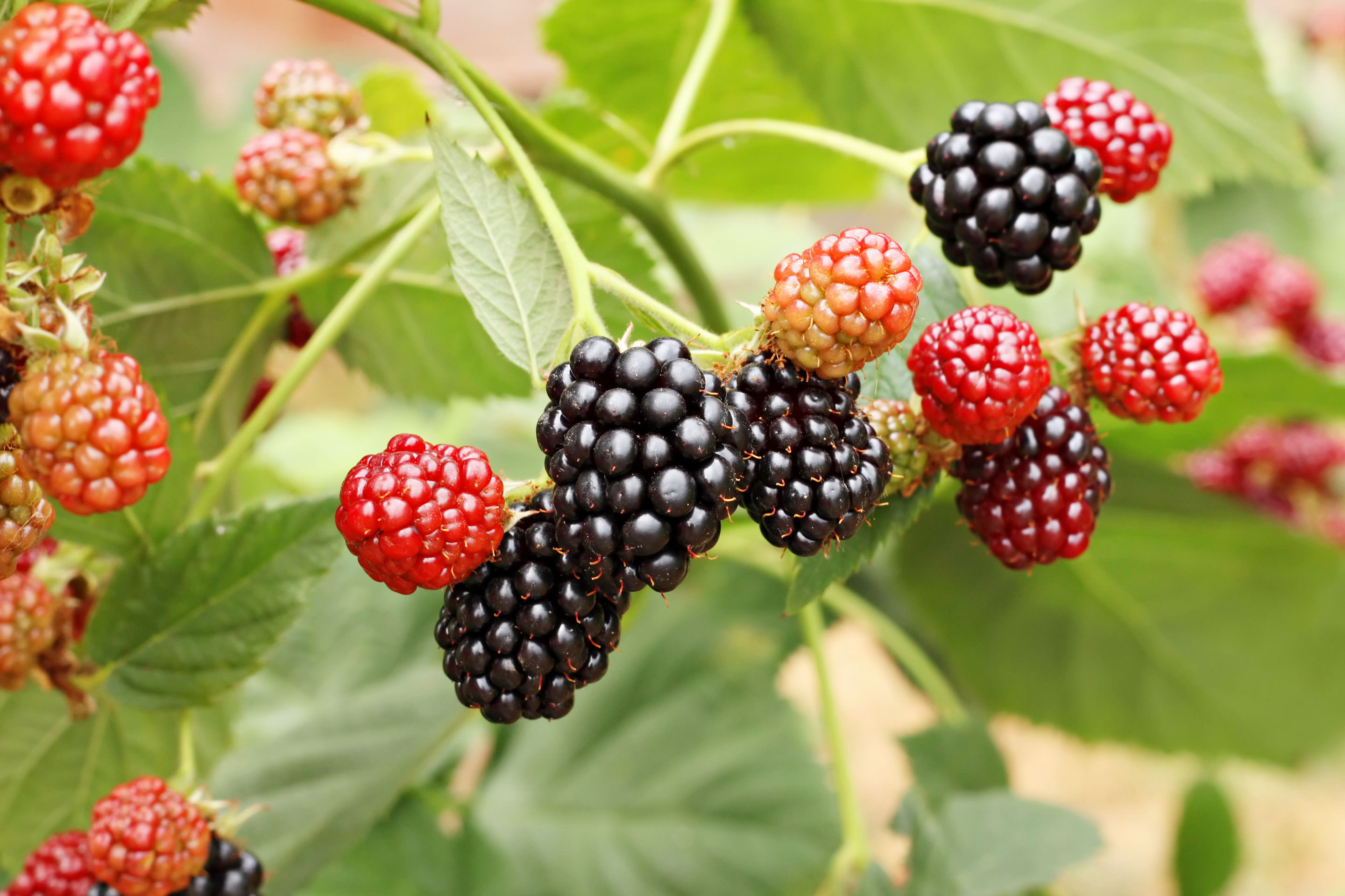 Beeren auf dem Balkon anbauen So funktioniert's!