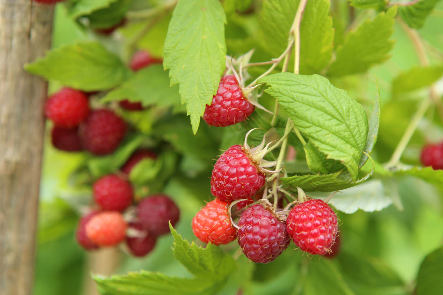 Beeren auf dem Balkon anbauen So funktioniert's!