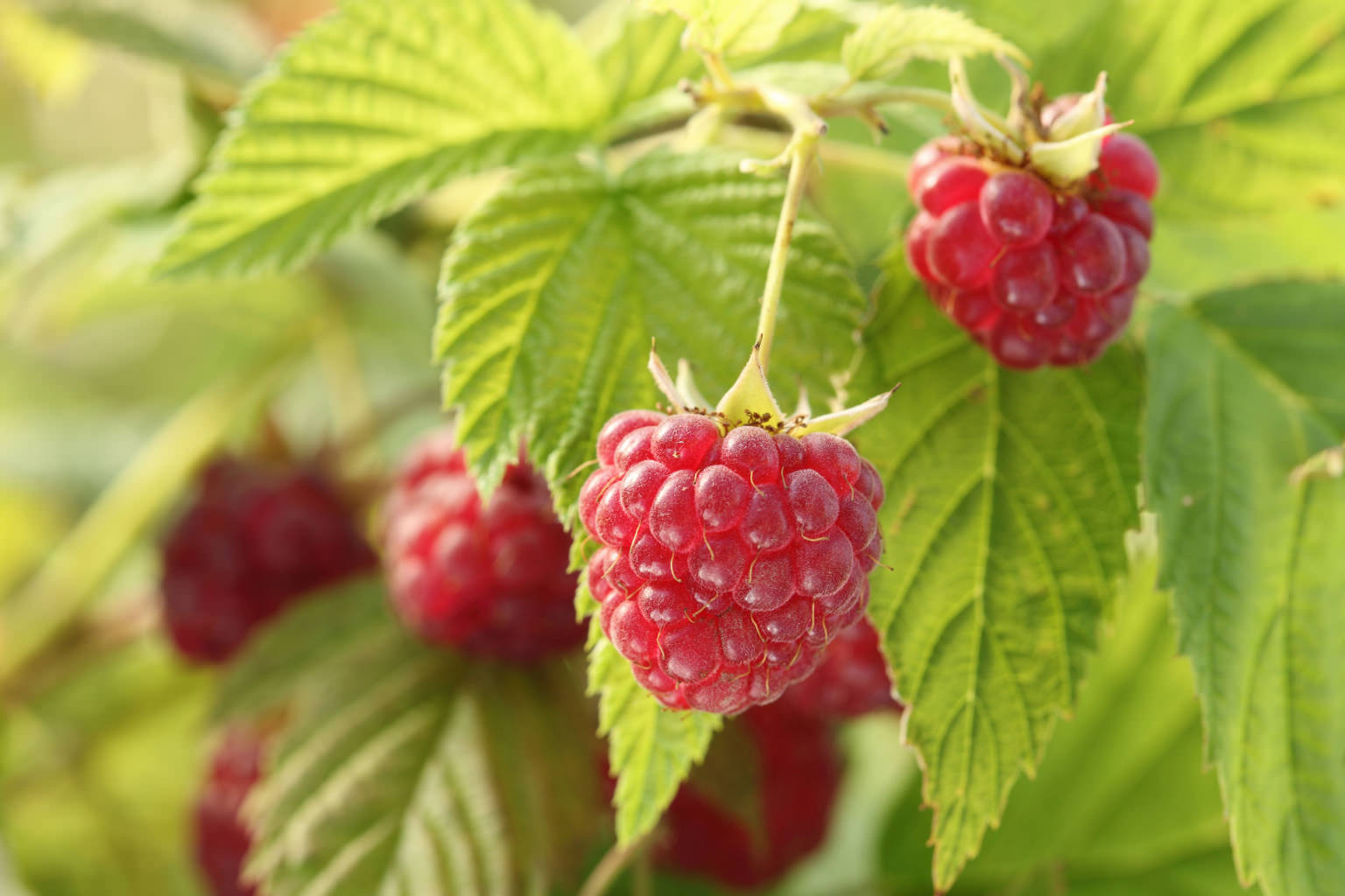 Beeren auf dem Balkon anbauen So funktioniert