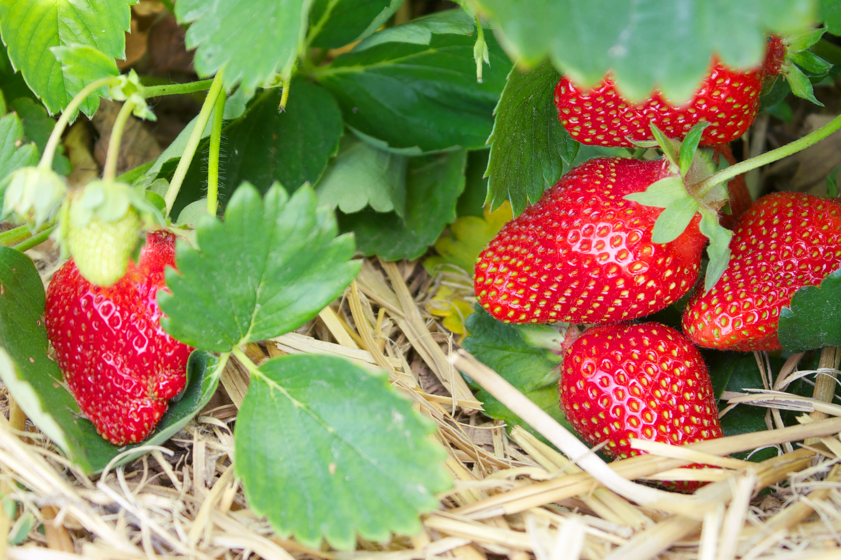 Beeren auf dem Balkon anbauen So funktioniert's!