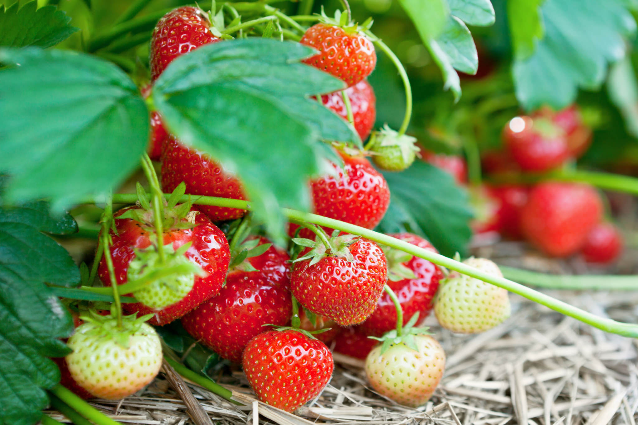 Beeren auf dem Balkon anbauen So funktioniert's!