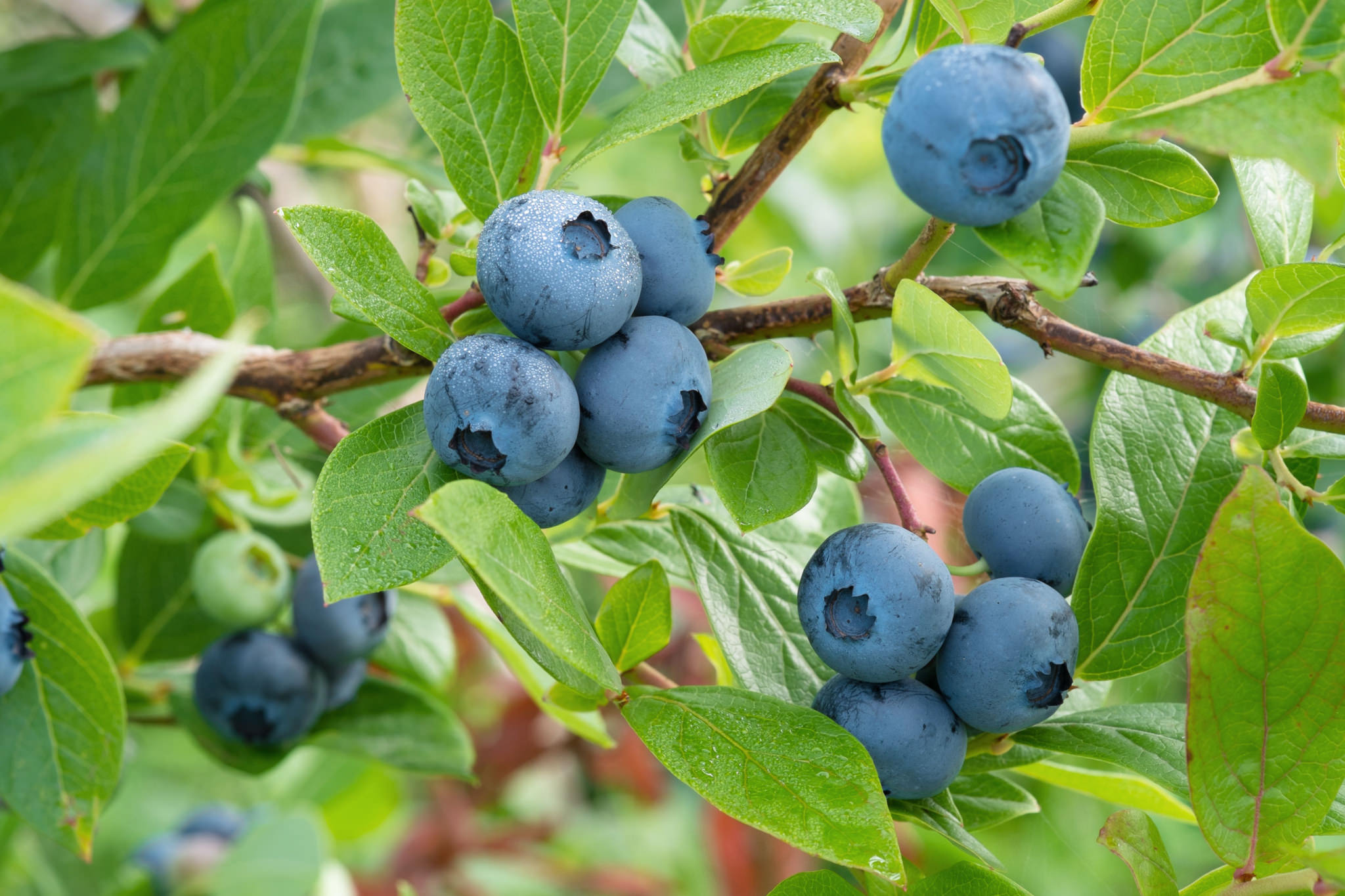 Beeren auf dem Balkon anbauen So funktioniert's!
