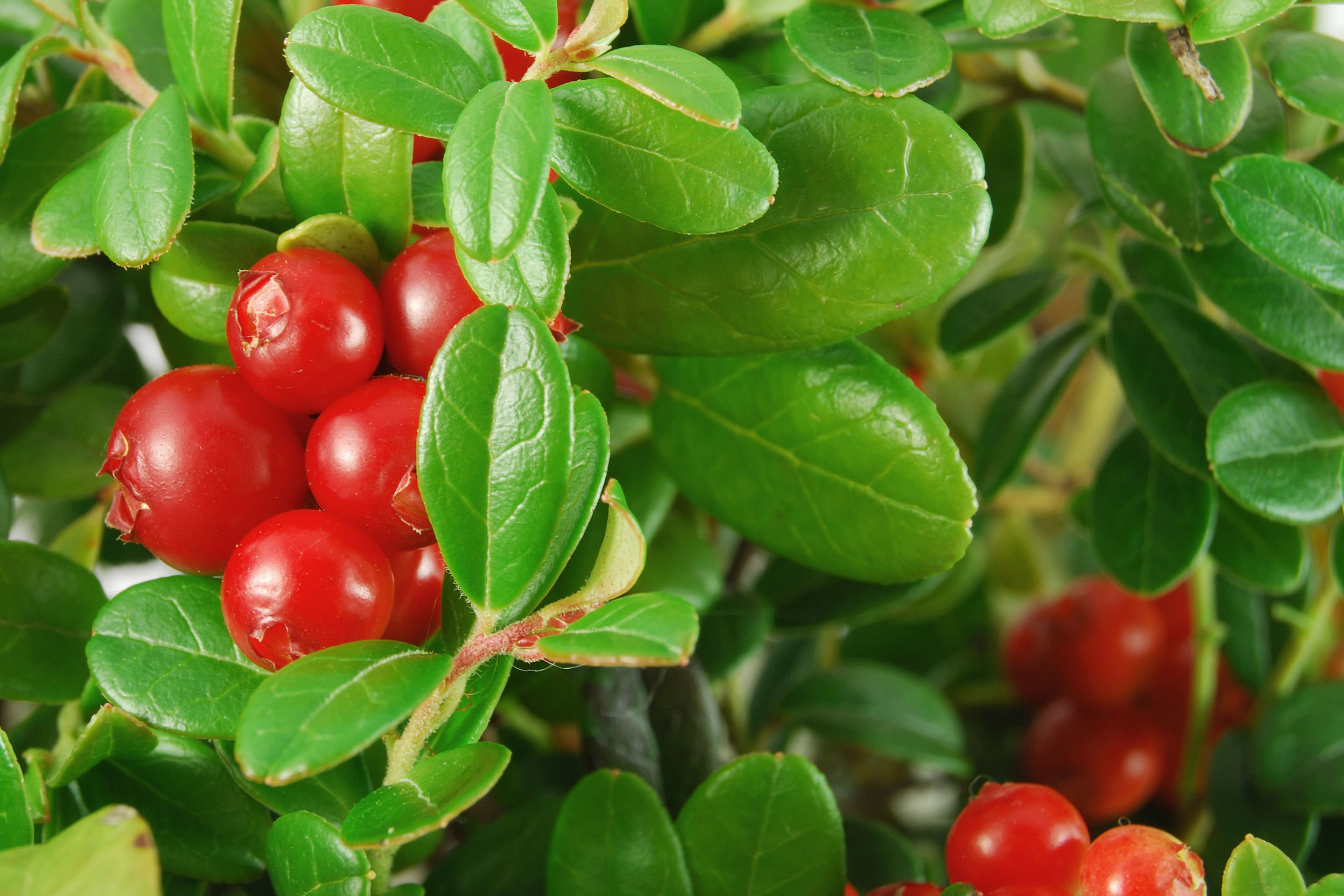 Beeren auf dem Balkon anbauen So funktioniert's!