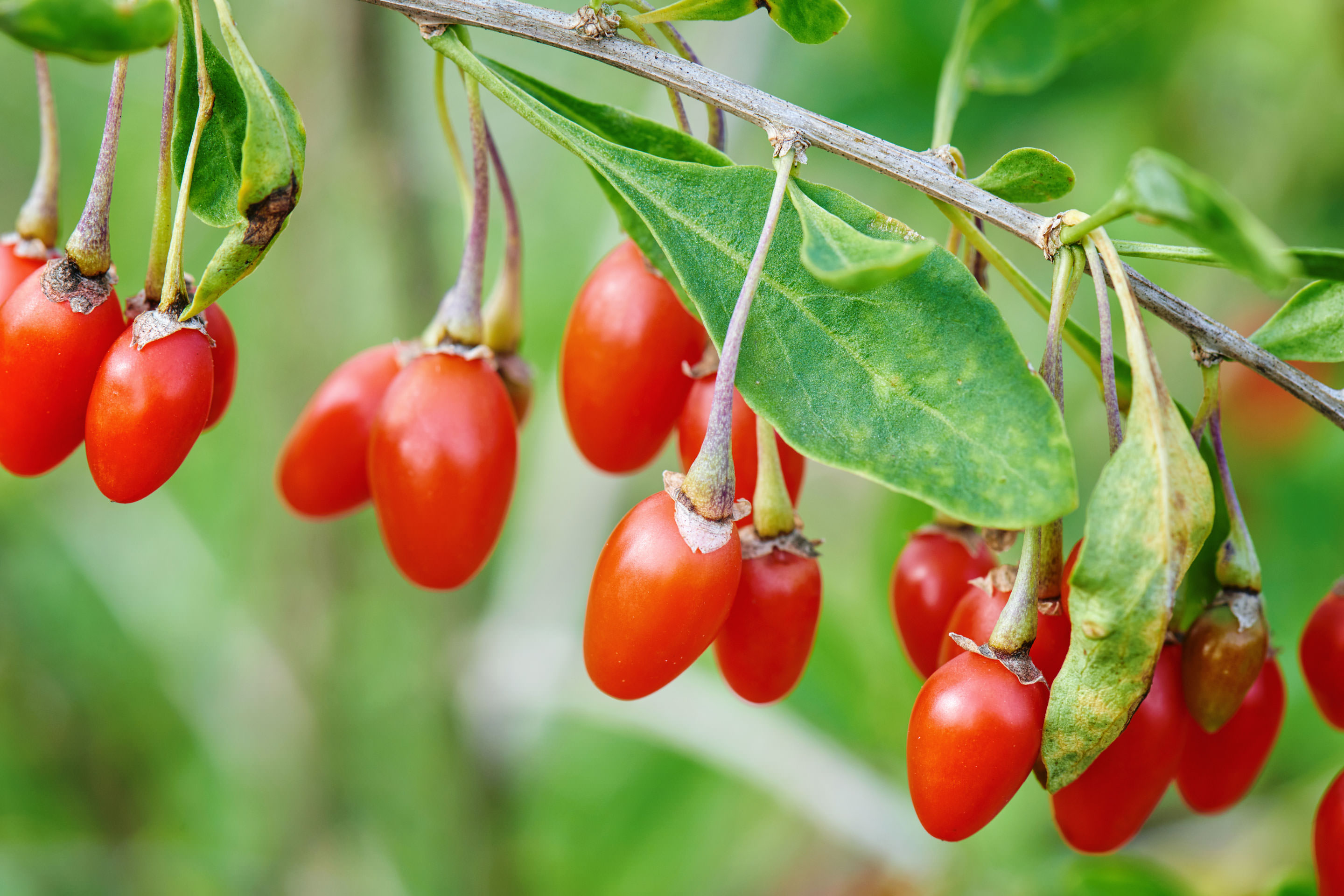 Beeren auf dem Balkon anbauen So funktioniert's!