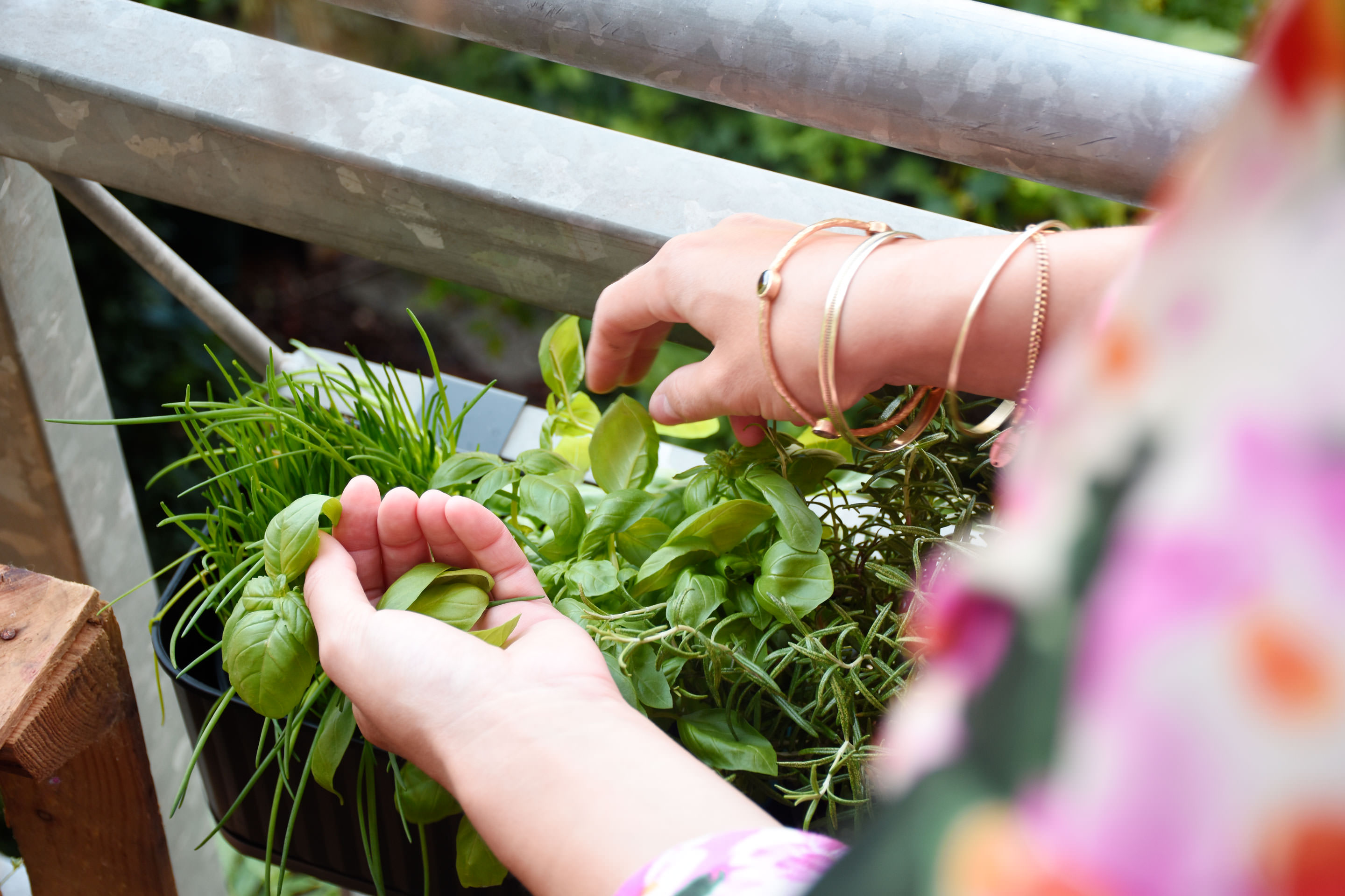 Kräuter auf dem Balkon anbauen » undergreen.de