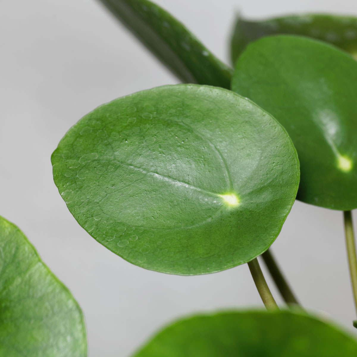 Steckbrief Pilea Alles rund um Standort und Pflege der Pilea