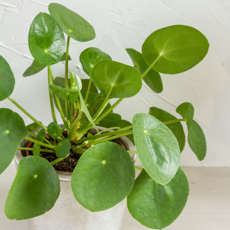 Steckbrief Pilea Alles rund um Standort und Pflege der Pilea