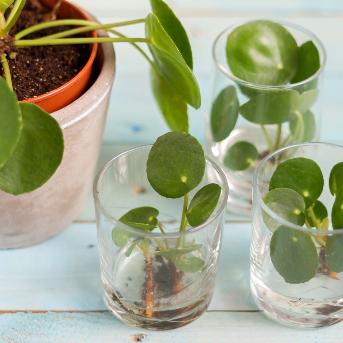 Steckbrief Pilea Alles rund um Standort und Pflege der Pilea