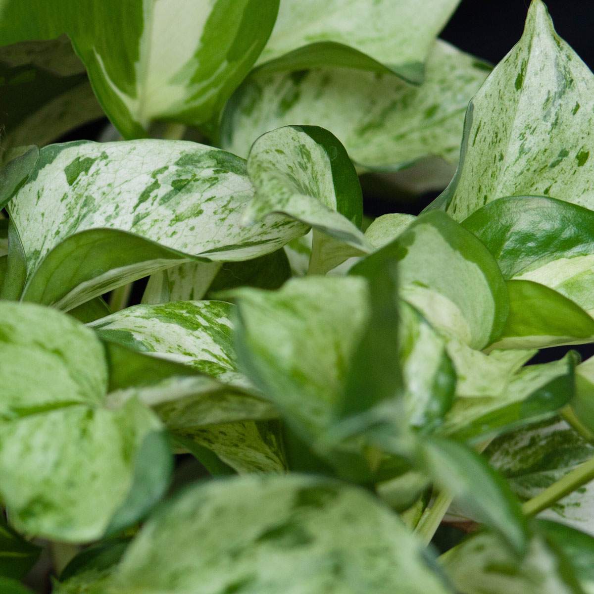 Pflanzensteckbrief Efeutute Efeutute richtig pflegen