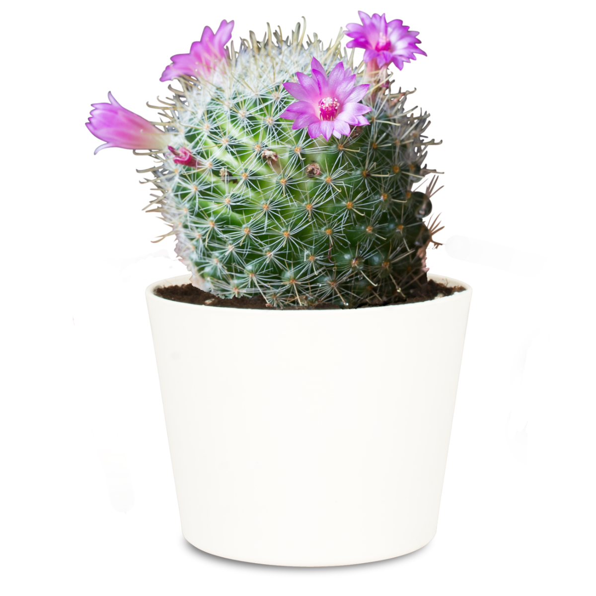Mammillaria » undergreen.de