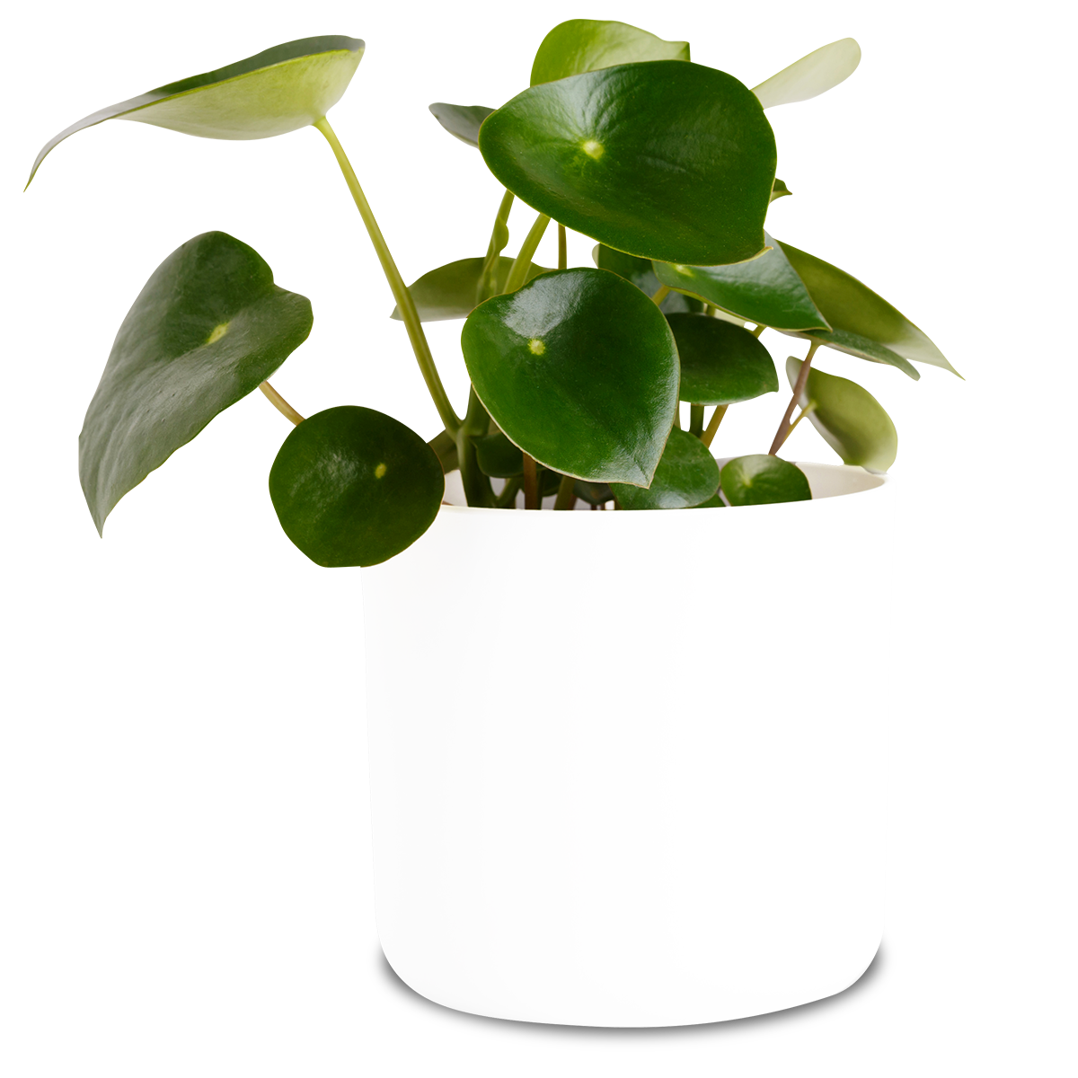 Steckbrief Peperomia: Alles rund um Standort und Pflege der Peperomia