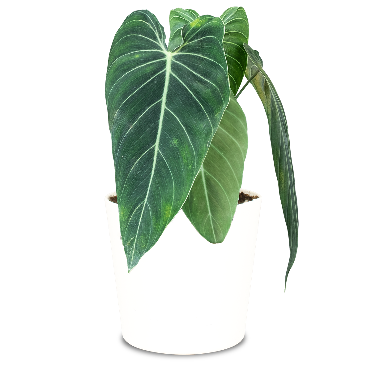 Steckbrief Philodendron Alles rund um Standort und Pflege