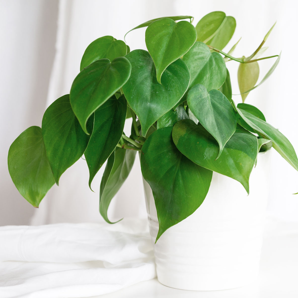 Steckbrief Philodendron Alles rund um Standort und Pflege