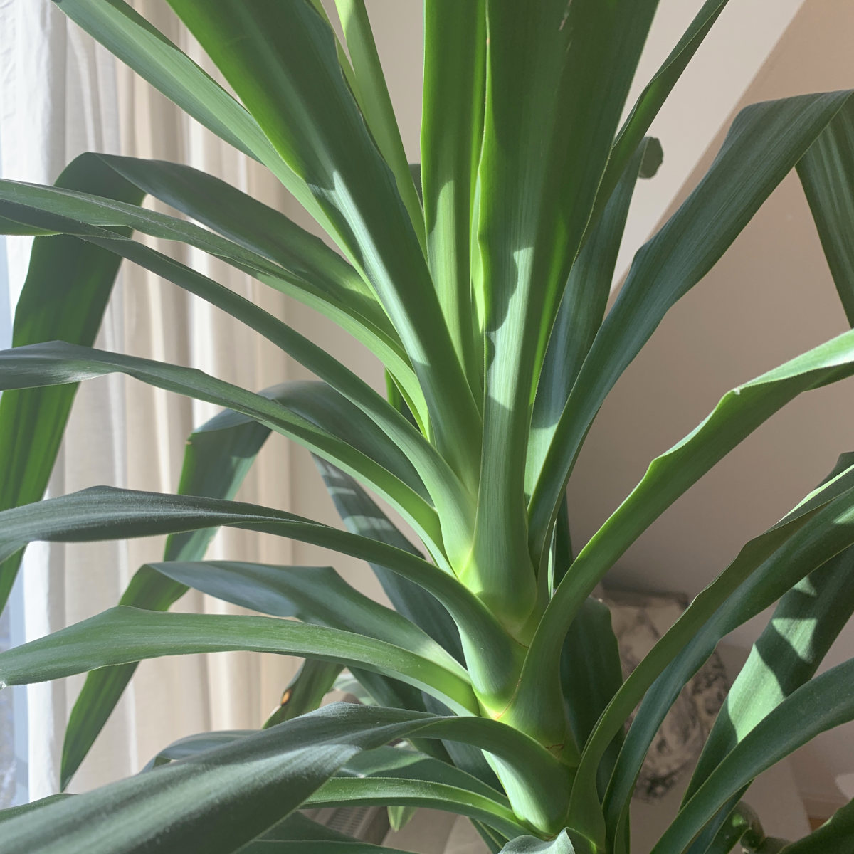Pflanzensteckbrief Yucca Palme So pflegst du deine Yucca Palme