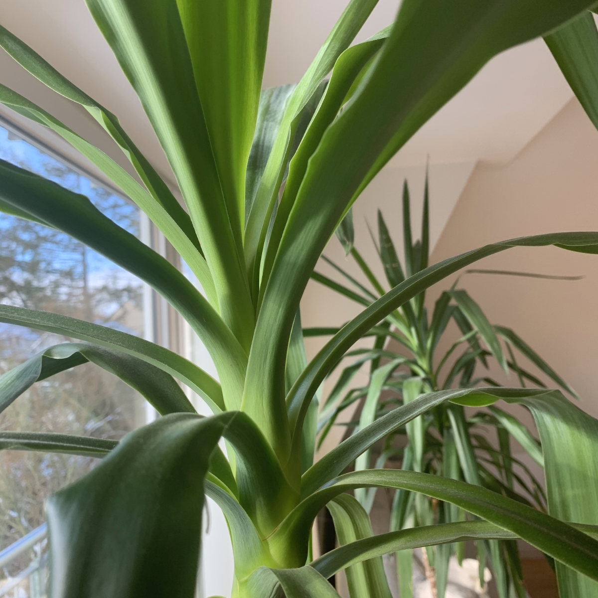 Pflanzensteckbrief Yucca Palme So pflegst du deine Yucca Palme