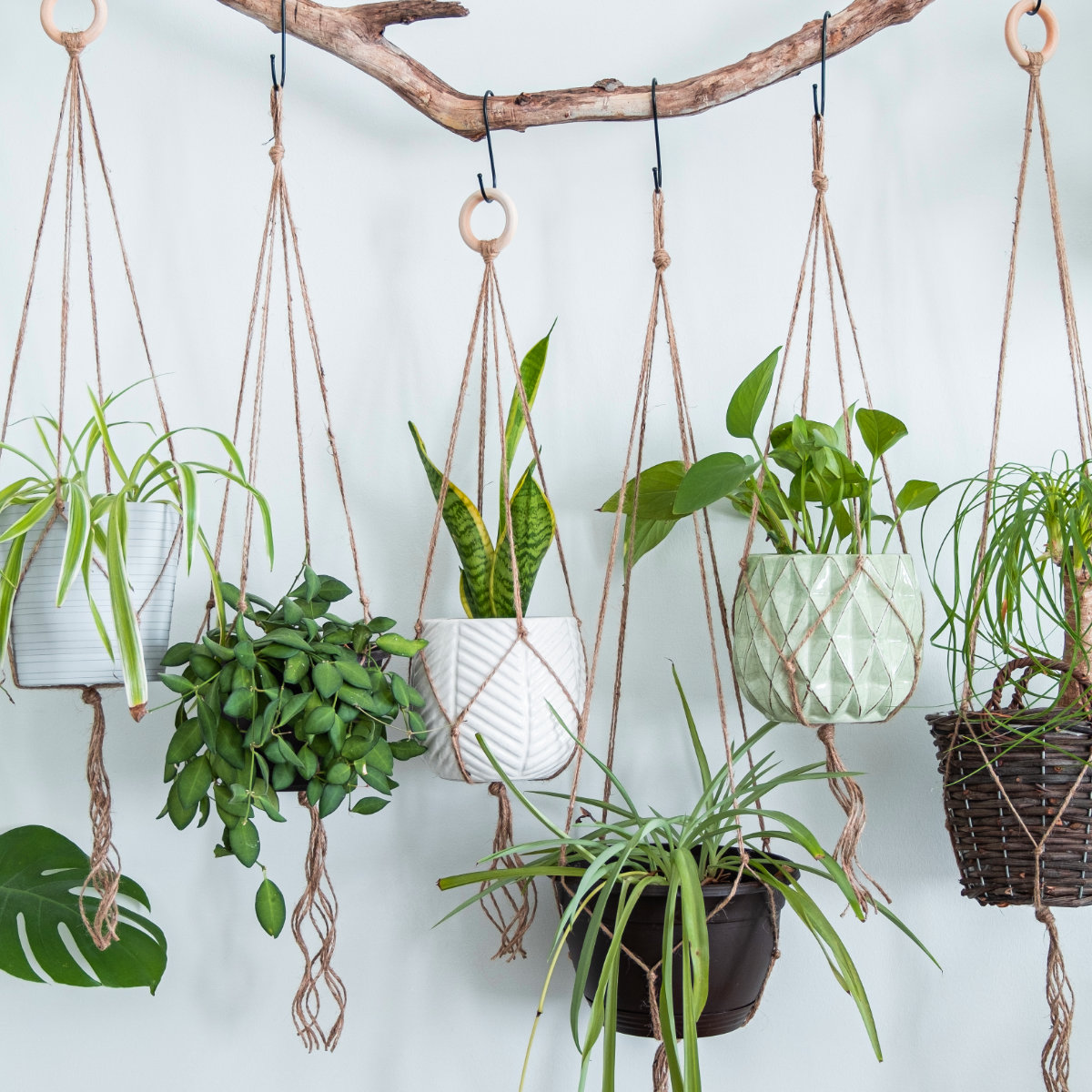 Handgemachte grüne Macrame-Pflanzenhänger mit Topfpflanze hängen