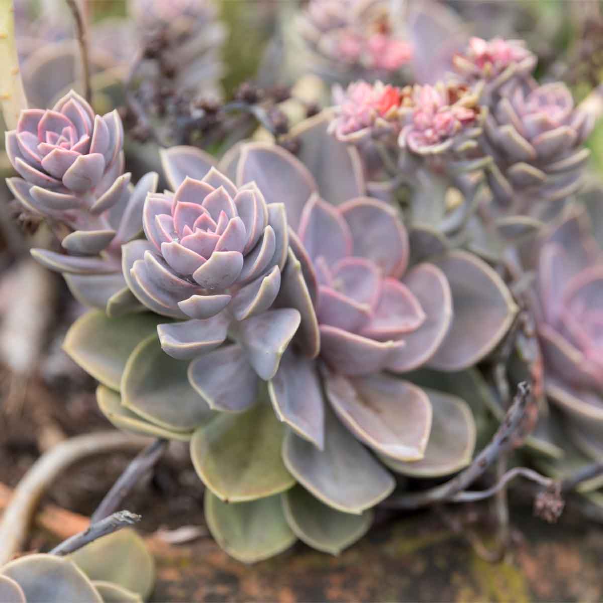 Steckbrief Echeveria So pflegst, gießt und vermehrst du die Sukkulente