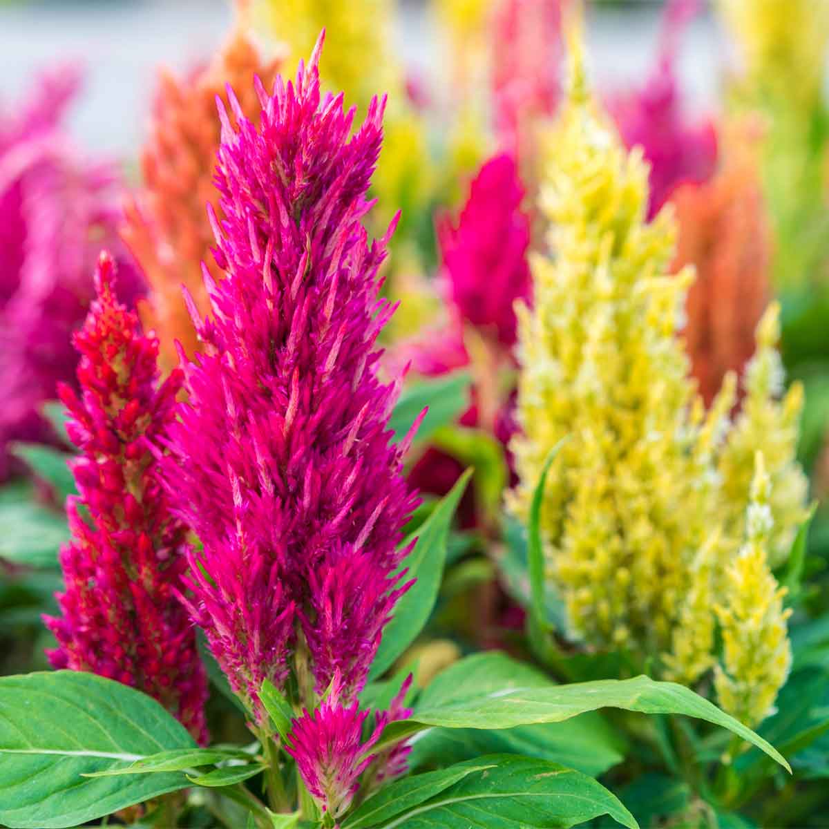 hahnenkamm-oder-federbusch-alles-ber-die-celosia