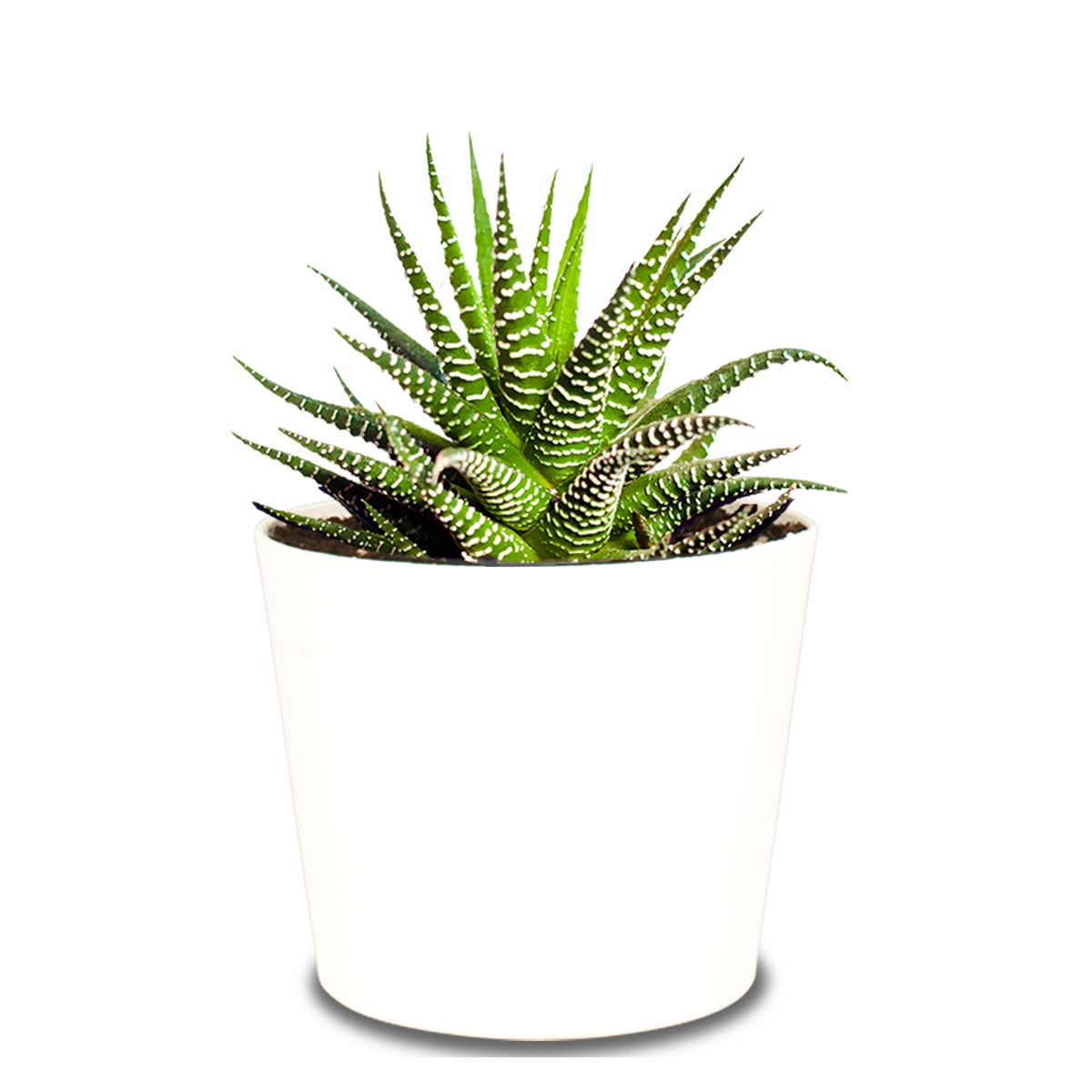 Steckbrief Zebra-Haworthie (Haworthia fasciata)