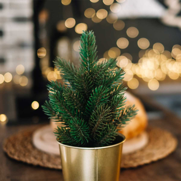 Tannenbaum im Topf Alles Wichtige bei Kauf und Pflege