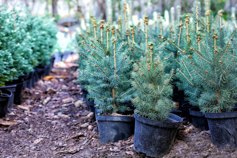 Tannenbaum im Topf Alles Wichtige bei Kauf und Pflege